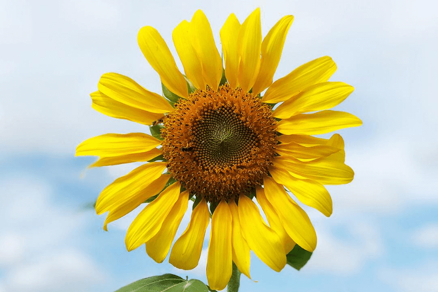 Sunflowers | Wellness tips